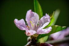 Peach Flower Blossom - Free photo on Pixabay