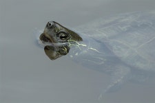 Turtle Reptile Animal Aquatic - Free photo on Pixabay - Pixabay Turtle Reptile Animal Aquatic - Free photo on Pixabay