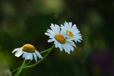 Flower Affix White - Free photo on Pixabay