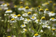 10+ Free Mayweed & Pineappleweed Photos - Pixabay