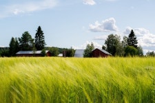 Barley Baron Crops Plants - Free photo on Pixabay