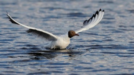 100,000+ Free Black Headed Gulls & Black-Headed Gull Photos - Pixabay