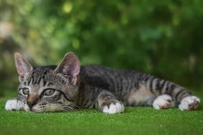 European Shorthair Cat Kitten - Free photo on Pixabay