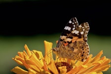 Butterfly Vanessa Cardui Thistle - Free photo on Pixabay