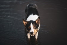 Border Collie Dog Mammal - Free photo on Pixabay