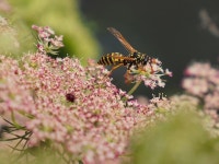 10,000+ Free Wasp Spider & Spider Photos - Pixabay