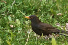 Blackbird Throttle Bird - Free photo on Pixabay