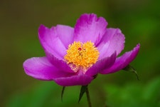 400,000 + 무료 Flowers & 자연 이미지 - Pixabay