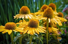Echinacea Flower Coneflowers - Free photo on Pixabay