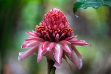 꽃 Etlingera Elatior 꽃의 - Pixabay의 무료 사진