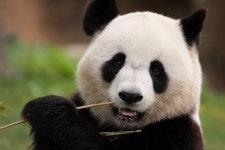 700+ Free Pandas & Red Panda Photos - Pixabay