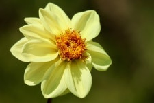 Dahlia Flower Blossom - Free photo on Pixabay