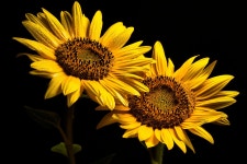 Sunflowers Flowers Blossoms - Free photo on Pixabay