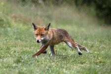 Fox Canine Mammal - Free photo on Pixabay