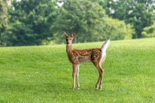 엷은 황갈색 공장 마른 - Pixabay의 무료 사진