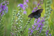 Butterfly Purple Flowers - Free photo on Pixabay