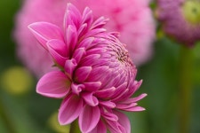 Dahlia Flower Plant Pink - Free photo on Pixabay