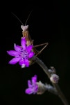 Mantis Insect Flowers - Free photo on Pixabay