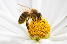 Honey Bee Flower - Free photo on Pixabay