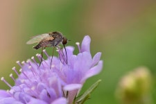 50,000+ Free Bee Fly & Bee Photos - Pixabay