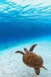 100,000+ Free Seas & Nature Photos - Pixabay