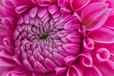 Flower Dahlia Blossom Close - Free photo on Pixabay