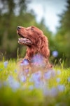 50,000+ Free Dog Flower & Nature Photos - Pixabay
