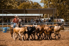 Horse Rider Rodeo - Free photo on Pixabay - Pixabay Horse Rider Rodeo - Free photo on Pixabay