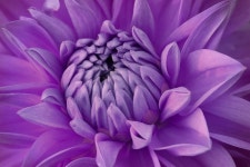 400,000+ Free Flower Wallpaper & Flower Background Photos - Pixabay