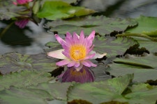 200,000+ Free Aquatic Plants & Lotus Photos - Pixabay