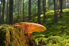 30,000+ Free Tree Fungus & Mushroom Photos - Pixabay