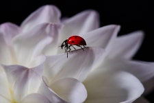 10,000+ Free Lady Beetle & Ladybug Photos - Pixabay