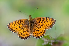 5,000+ Free Lesser Marbled Fritillary & Nature Images - Pixabay