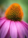 400,000개 이상 무료 작은 꽃 및 자연 사진 - Pixabay