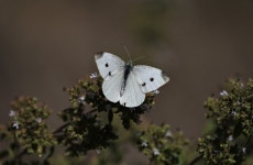 Butterfly Cabbage White Insect - Free photo on Pixabay