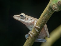 10+ Free Treefrog & Frog Photos - Pixabay