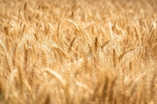 Barley Cereal Crop - Free photo on Pixabay - Pixabay Barley Cereal Crop - Free photo on Pixabay