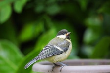 새 조류학 종 - Pixabay의 무료 사진