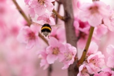 Cherry Blossom Bumblebee - Free photo on Pixabay