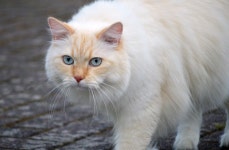 고양이 토종 동물 포유 - Pixabay의 무료 사진