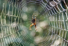 Spider White Animal - Free photo on Pixabay - Pixabay Spider White Animal - Free photo on Pixabay