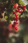 10,000+ Free Berry & Food Photos - Pixabay