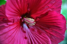 Hibiscus Flower Plant - Free photo on Pixabay