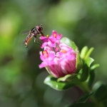 600+ Free Hoverflies & Hoverfly Photos - Pixabay