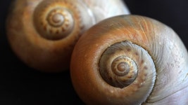 Snails Snail Shells Spirals - Free photo on Pixabay