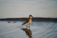 20+ Free Dunlin & Nature Photos - Pixabay