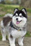 1+ Free Pomsky & Pomeranian-Husky Images - Pixabay