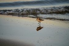 400+ Free Shorebird & Nature Photos - Pixabay