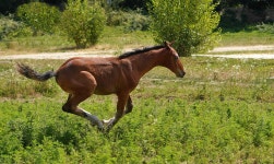 Horse Foal Gallop - Free photo on Pixabay