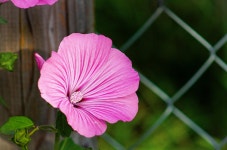 40개 이상 무료 Malva 및 자연 사진 - Pixabay